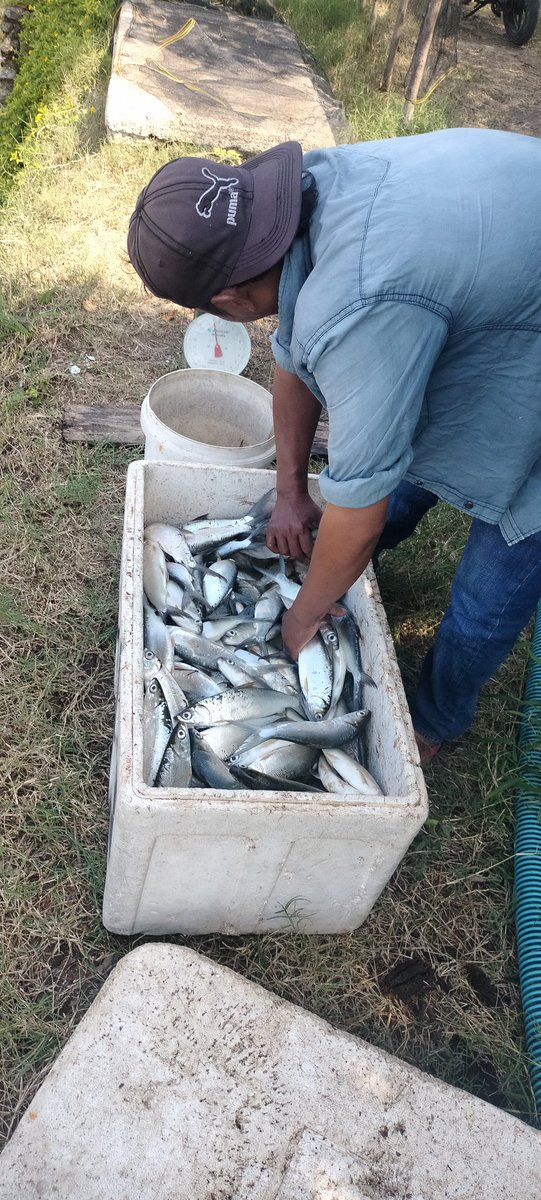 Rokit_66's tweet photo. Rabu (14/08/2024) ROKIT SP Luhkan Kab Sinjai mendampingi panen parsial Bandeng di Desa Panaikang Kec Sinjai Timur An Antolleng produksi 200 kg zise 4 ekor/kg harga Rp 15.000/kg
#GiatLuhkanSatminkalMaros 
#Luhlapor
#Panen https://t.co/W4uCIPZ3Yo