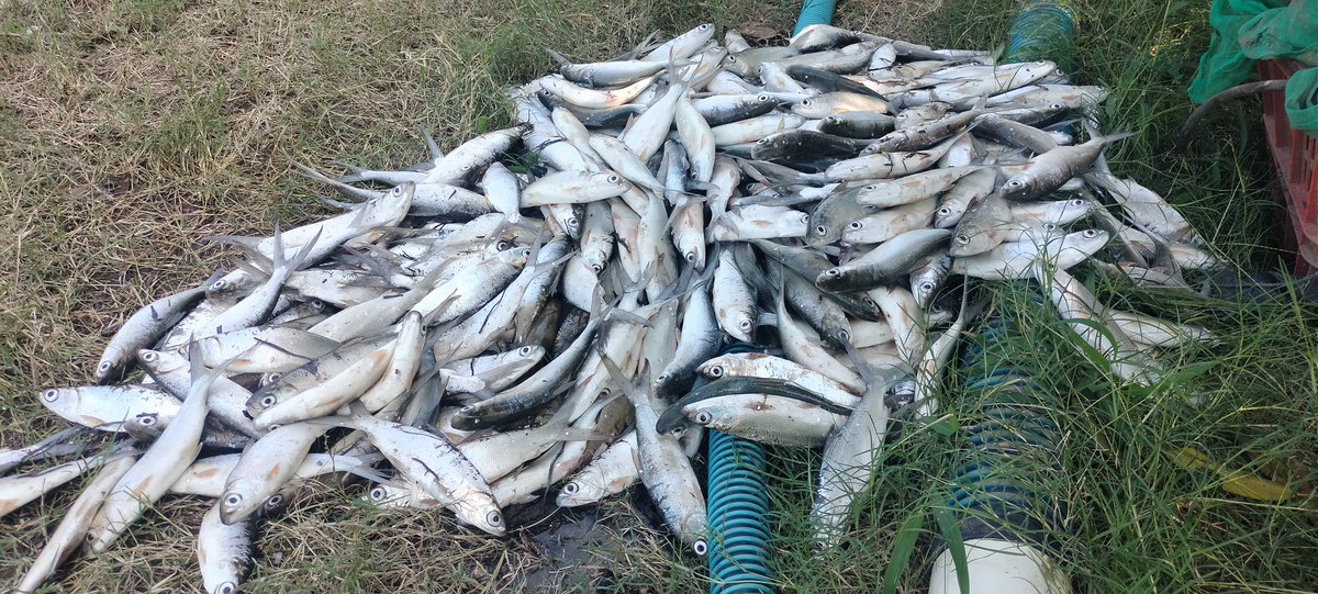 Rokit_66's tweet photo. Rabu (14/08/2024) ROKIT SP Luhkan Kab Sinjai mendampingi panen parsial Bandeng di Desa Panaikang Kec Sinjai Timur An Antolleng produksi 200 kg zise 4 ekor/kg harga Rp 15.000/kg
#GiatLuhkanSatminkalMaros 
#Luhlapor
#Panen https://t.co/W4uCIPZ3Yo