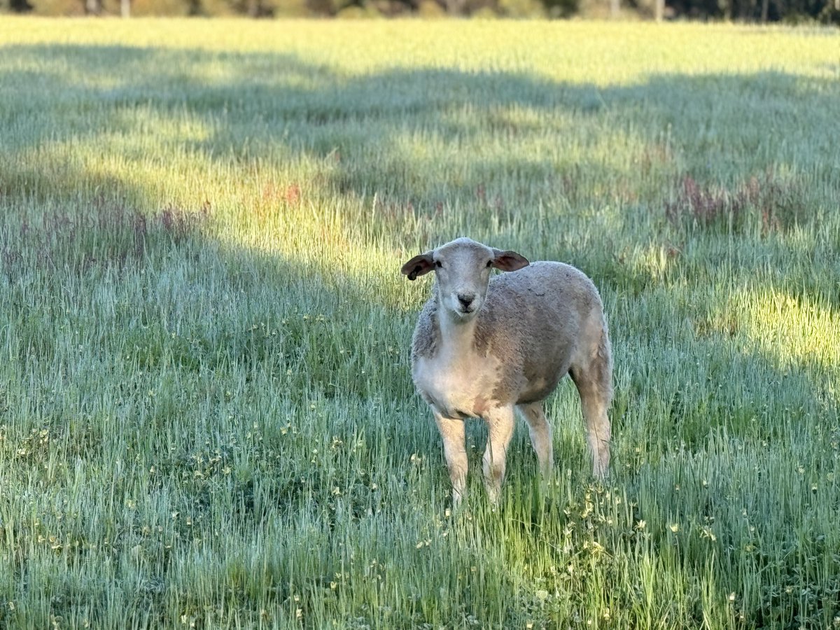 CallissClan's tweet photo. #Mimsy’s got the look.
Future mate for Ziggy, methinks. https://t.co/byakLcJZwn