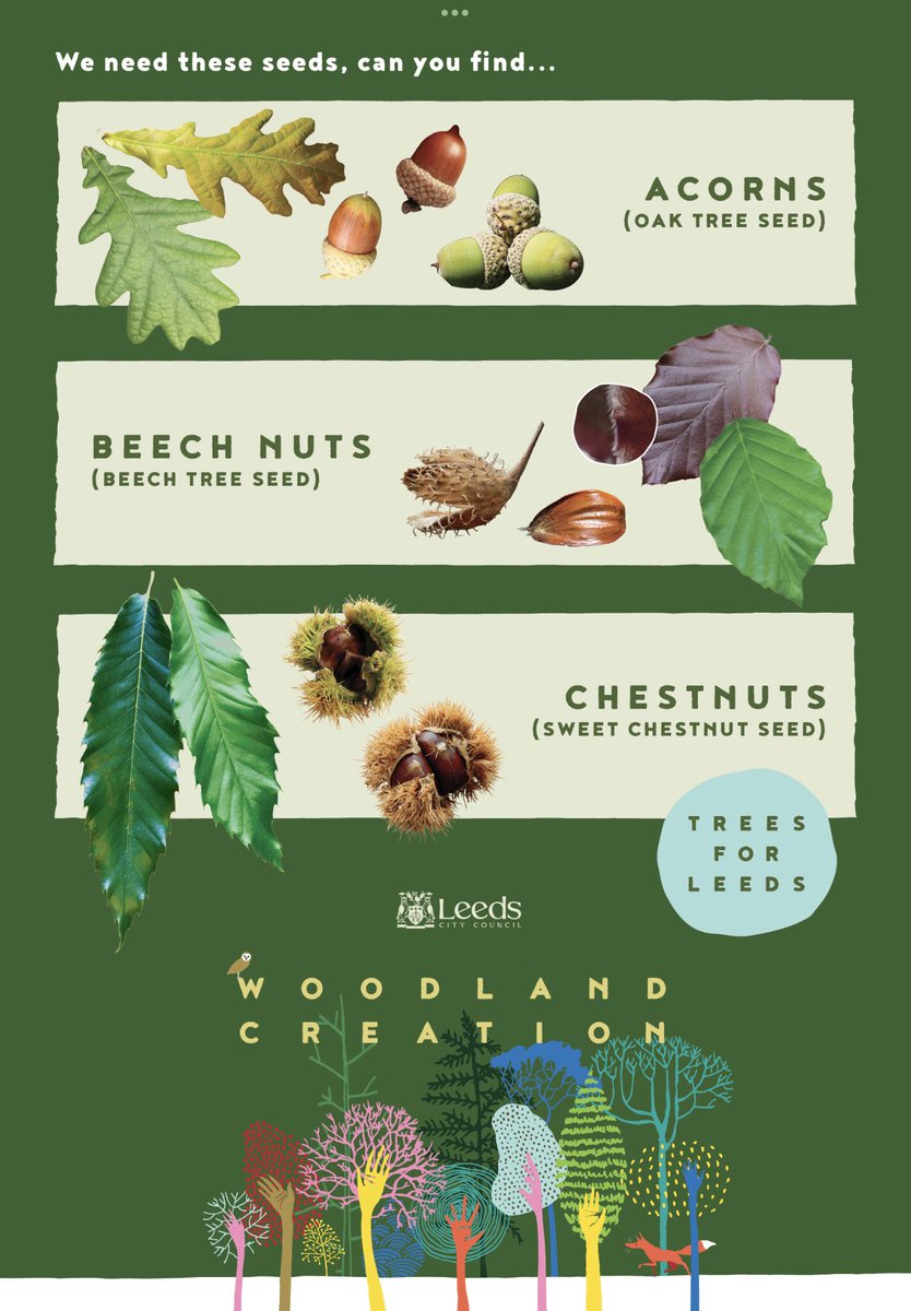 CllrJaneDowson's tweet image. You’re still able to help collect seeds so new trees can be grown. @Child_Leeds @LeedsParks @ChapelAToday