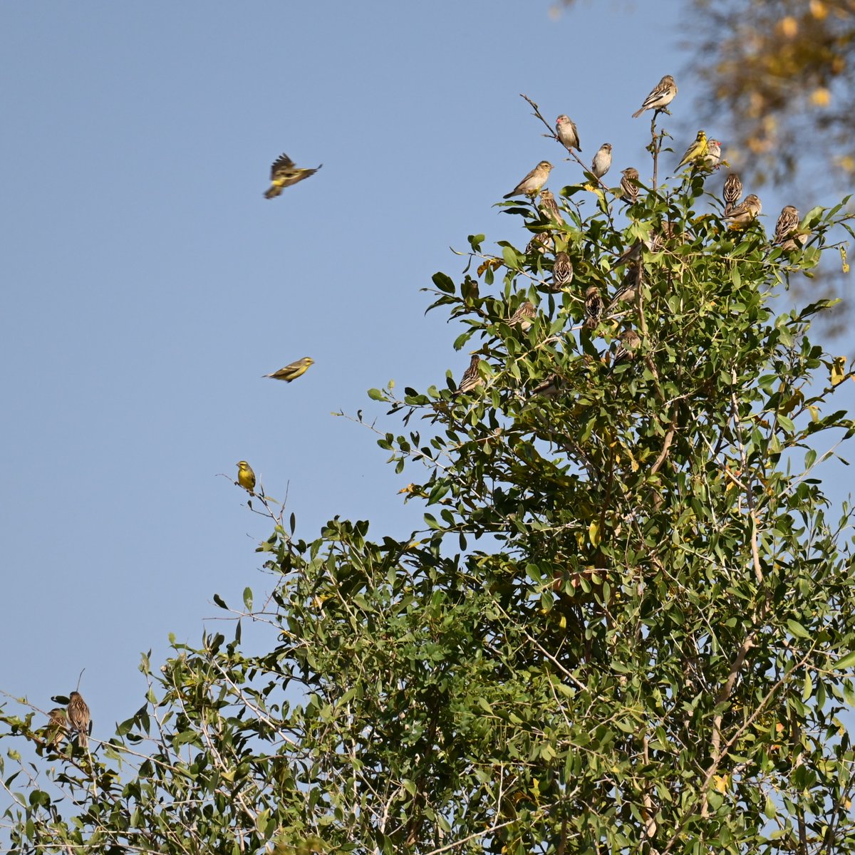 Hikewithbite's tweet photo. Birds of a feather, really flock together!!! 🐦

Found a couple of bird species resting or approaching this tree. 🙈

👉 Follow @hikewithbite for more exciting adventures.

#hikewithbite #southafrica #africa #krugernationalpark #sanparks #birding #birdphotography #wildlife #birds https://t.co/GX9MDvzlzB