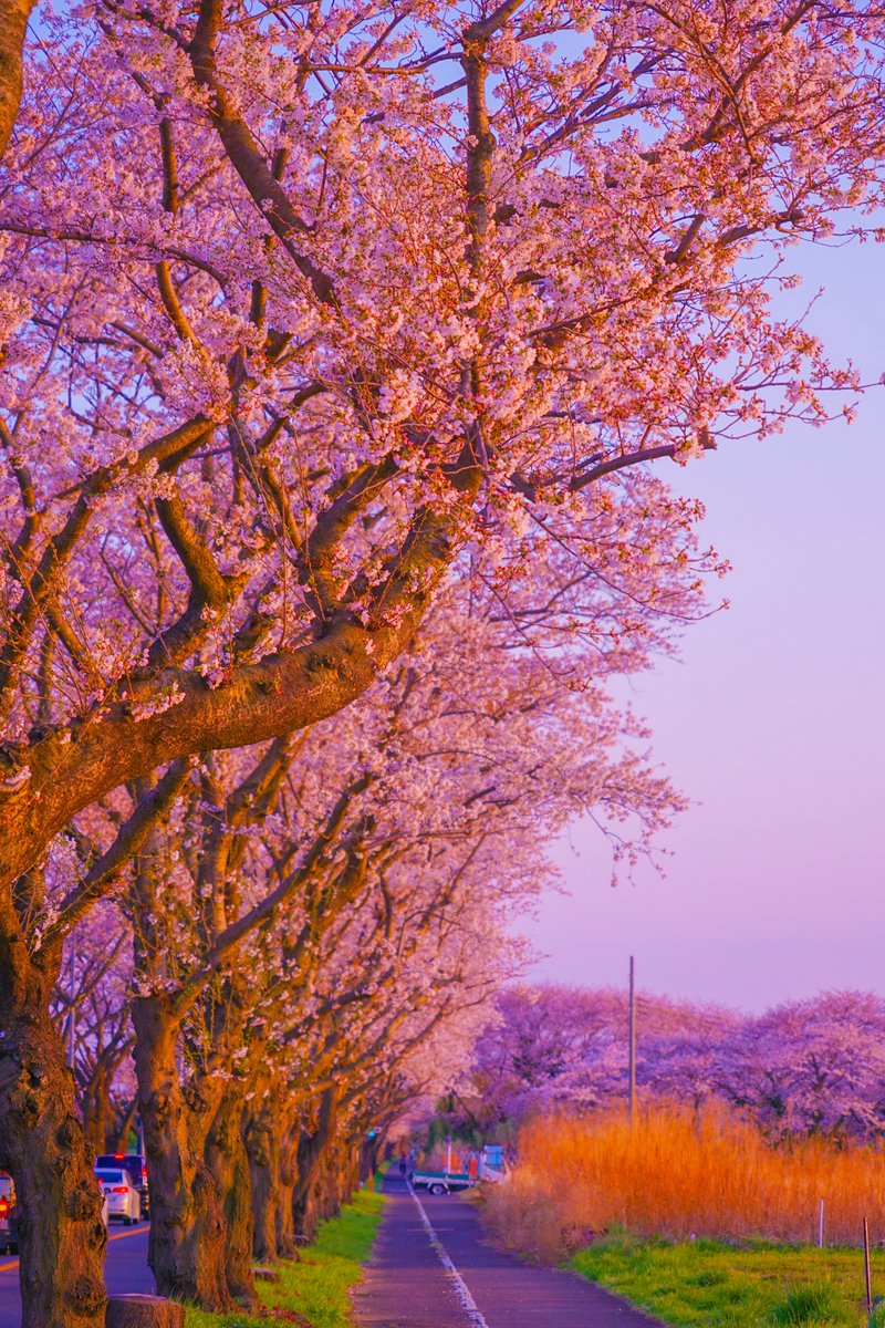 夕陽に染まる樹木、でございます。
