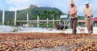 LaCmkc's tweet photo. La provincia de Santiago de Cuba es productora de café, su población gusta de esta rica bebida, y su identidad se vincula de manera extraordinaria con el café que forma parte se su cultura y tradición
1 de octubre Día mundial del café.
@LaCmkc
#StgodeCuba https://t.co/vzxPSRwkRv