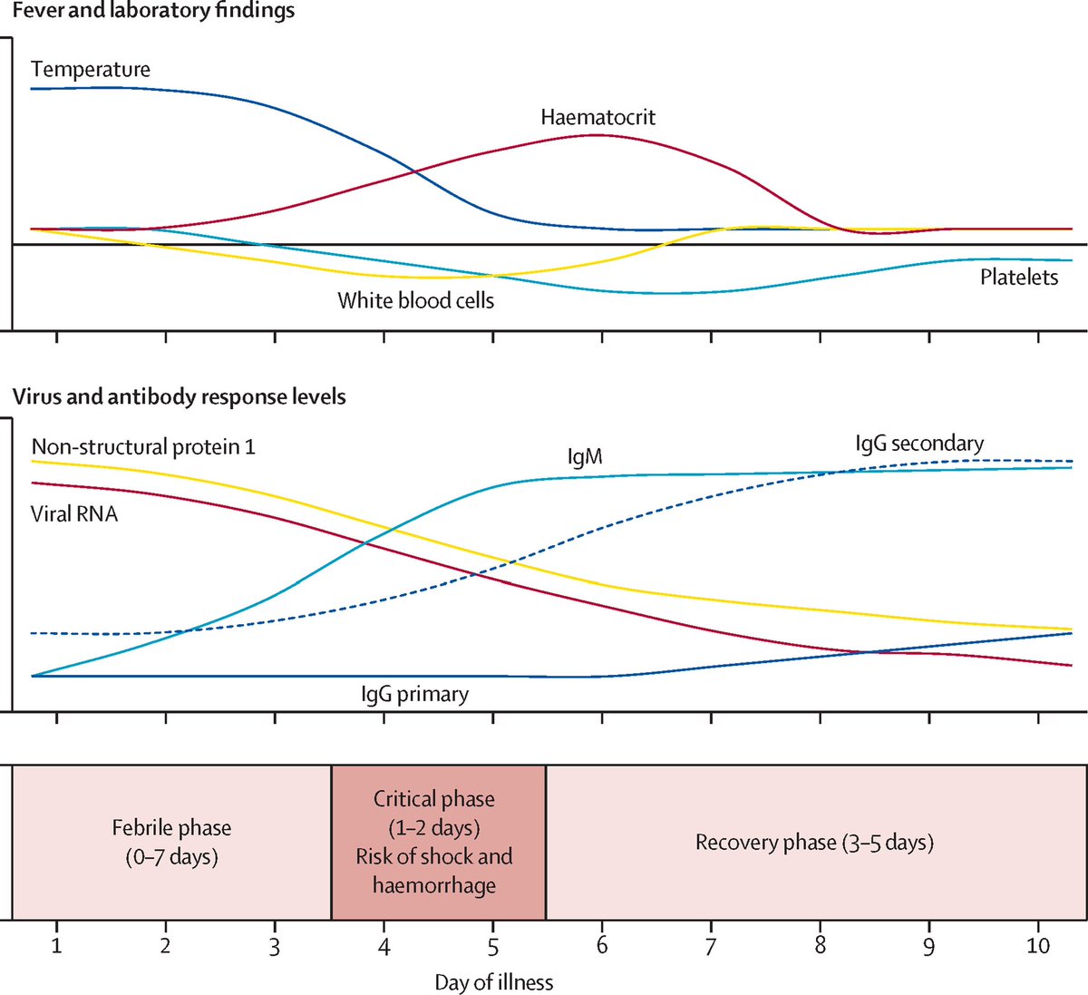 👩🏻‍⚕️🦟 Fase evolutiva de la infección por el virus del #Dengue

Se observa el periodo febril, leucopenia y tiempo de trombocitopenia con elevación del hematocrito

Se observa también el periodo de elevación de los diversos tipo de anticuerpos (NS1, IgM e IgG)