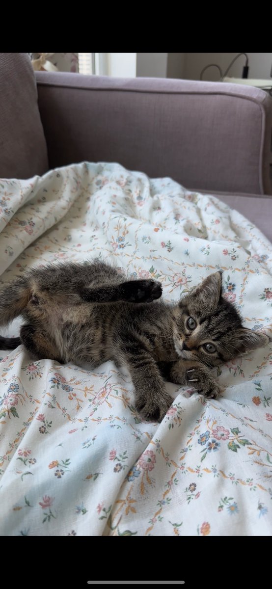 Meet Rhiannon

She is the most social and outgoing of her litter and always has to be first to taste test their meals!
Because she loves to eat she is growing much faster than her siblings! She needs to be adopted with her sister, Fae.

Adopt: docs.google.com/forms/d/e/1FAI…