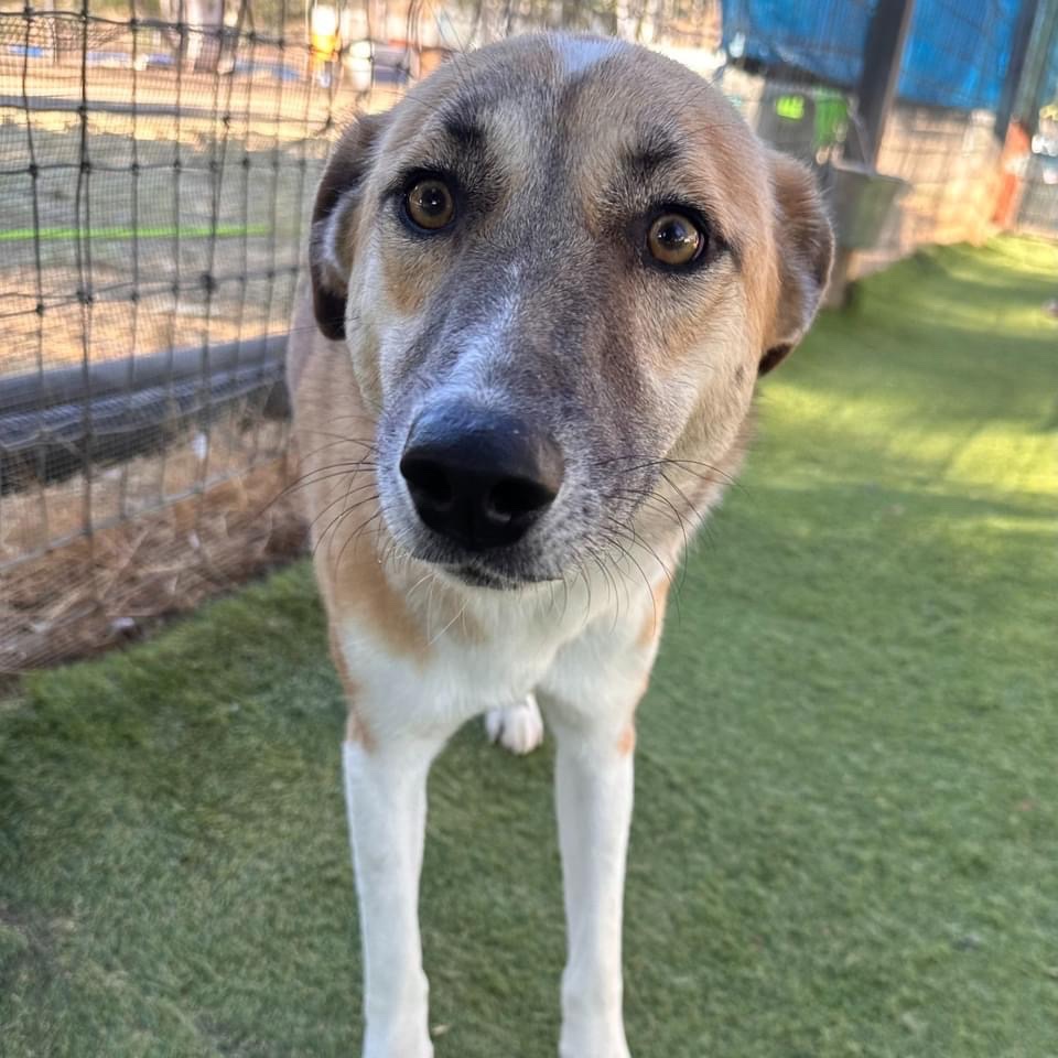 KSARshelter's tweet photo. Our adopters, fosters and rescues are our🦸‍♀️ 🦸‍♂️!! 

📣PUPDATE:  ADOPT ME!🐾  

👋Meet Nova, who just turned 2, is about 40lbs and has really blossomed as she has settled into her life here in the US. since she left Afganistan in early June.

There are a lot of good things to say about Nova.  She is great with other dogs, sweet with people, absolutely loves toys and playing with her friends, but the thing that really stands out about her is that she may have the softest, silkiest coat of any dog.  Seriously, laying on the couch, stroking the unbelievably downy coat is going to be incredibly relaxing.  

When Nova arrived at TBL she was definitely reserved and took a little bit to gain confidence in her surroundings.  She is very social now with the volunteers, but she will probably show a little shy to start. She is going to warm up in no time.  She would do great in a home with another playful dog that will help teach her the ropes.

Nova may have had a rough start on the streets of Afghanistan, but she lives in the moment and will be a wonderful addition to any home.  She is food motivated and should be easy to train.  She has such a great personality and that coat of hers, she is going to make a family really happy.

If you can’t adopt Nova, please share this post so that hopefully someone out there will be able to make a place for her in their family. If you are interested in checking out any of our other fantastic dogs please go to https://t.co/WjcDGbDOXm. We are an all-breed rescue with many wonderful dogs to choose from.  

If you are interested in Nova or any of their other amazing dogs please apply at https://t.co/0BBUk5x9wL