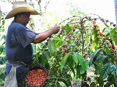 LaCmkc's tweet photo. La provincia de Santiago de Cuba es productora de café, su población gusta de esta rica bebida, y su identidad se vincula de manera extraordinaria con el café que forma parte se su cultura y tradición
1 de octubre Día mundial del café.
@LaCmkc
#StgodeCuba https://t.co/vzxPSRwkRv