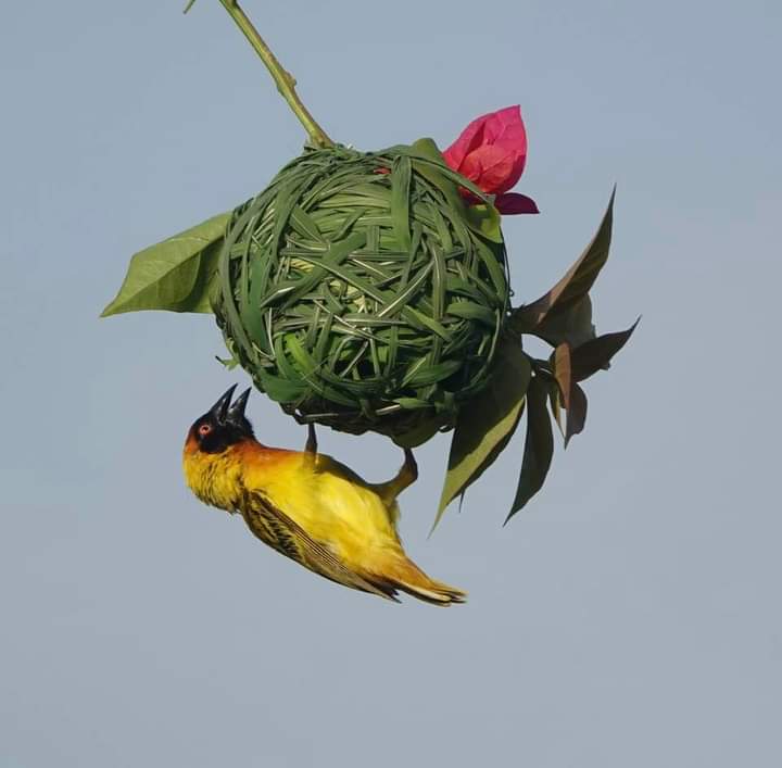 Vitteline masked weaver breeding male on the nest, photograph at Morgan kunda lodge The Gambia 
#BirdTwitter #birdphotography #birding #birdsofprey #birding #Gambia