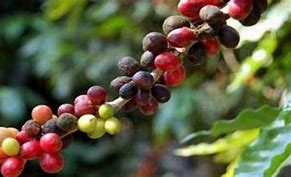 LaCmkc's tweet photo. La provincia de Santiago de Cuba es productora de café, su población gusta de esta rica bebida, y su identidad se vincula de manera extraordinaria con el café que forma parte se su cultura y tradición
1 de octubre Día mundial del café.
@LaCmkc
#StgodeCuba https://t.co/vzxPSRwkRv