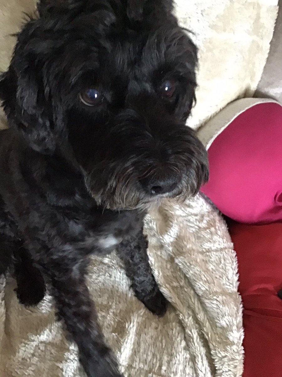 Kezz777's tweet photo. Happy black dog day! Look at this gorgeous boy 🥰 #George https://t.co/6bSWdU5Q8v