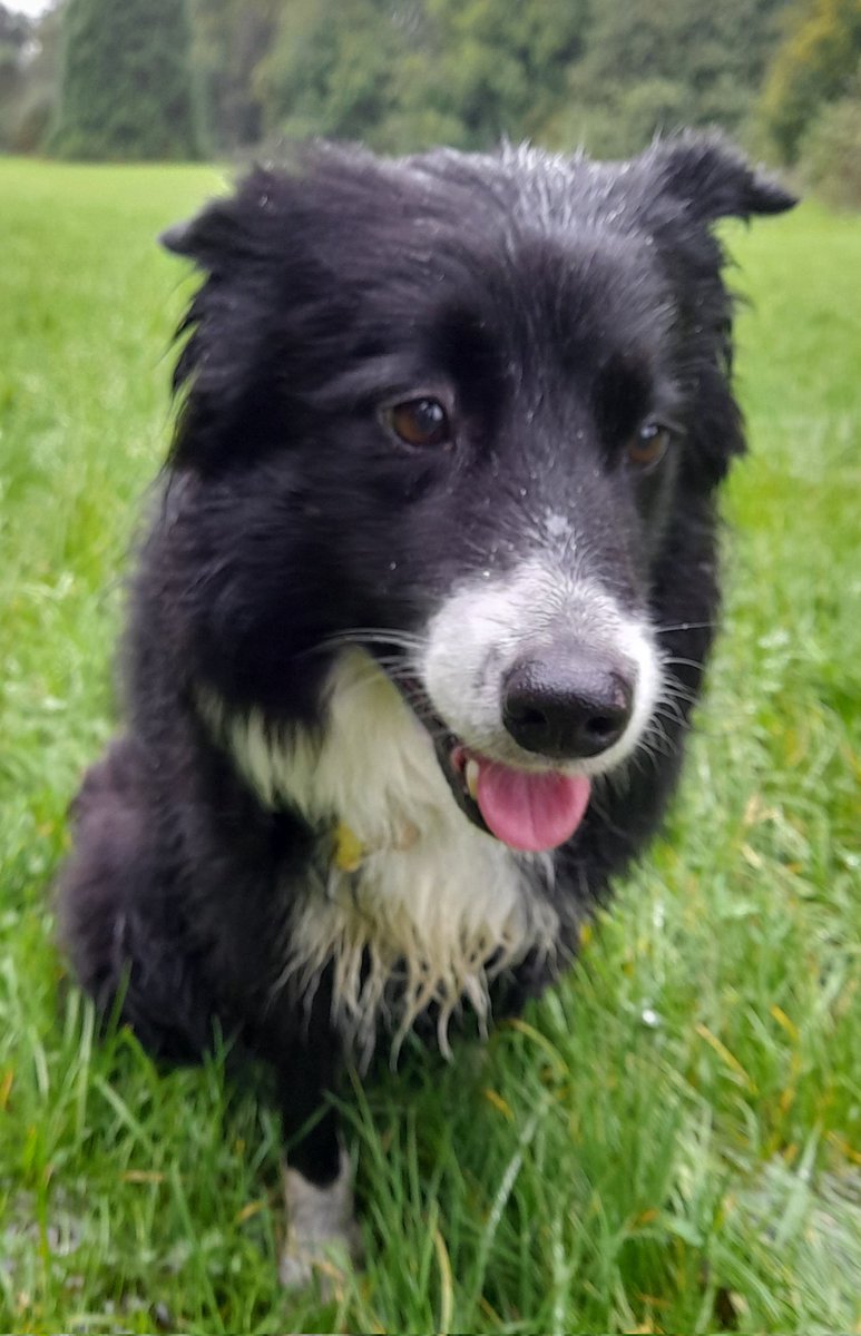 CollieDora's tweet photo. Rain? What rain? Just frow the ball and stop moaning. https://t.co/5pqUNeFfoj