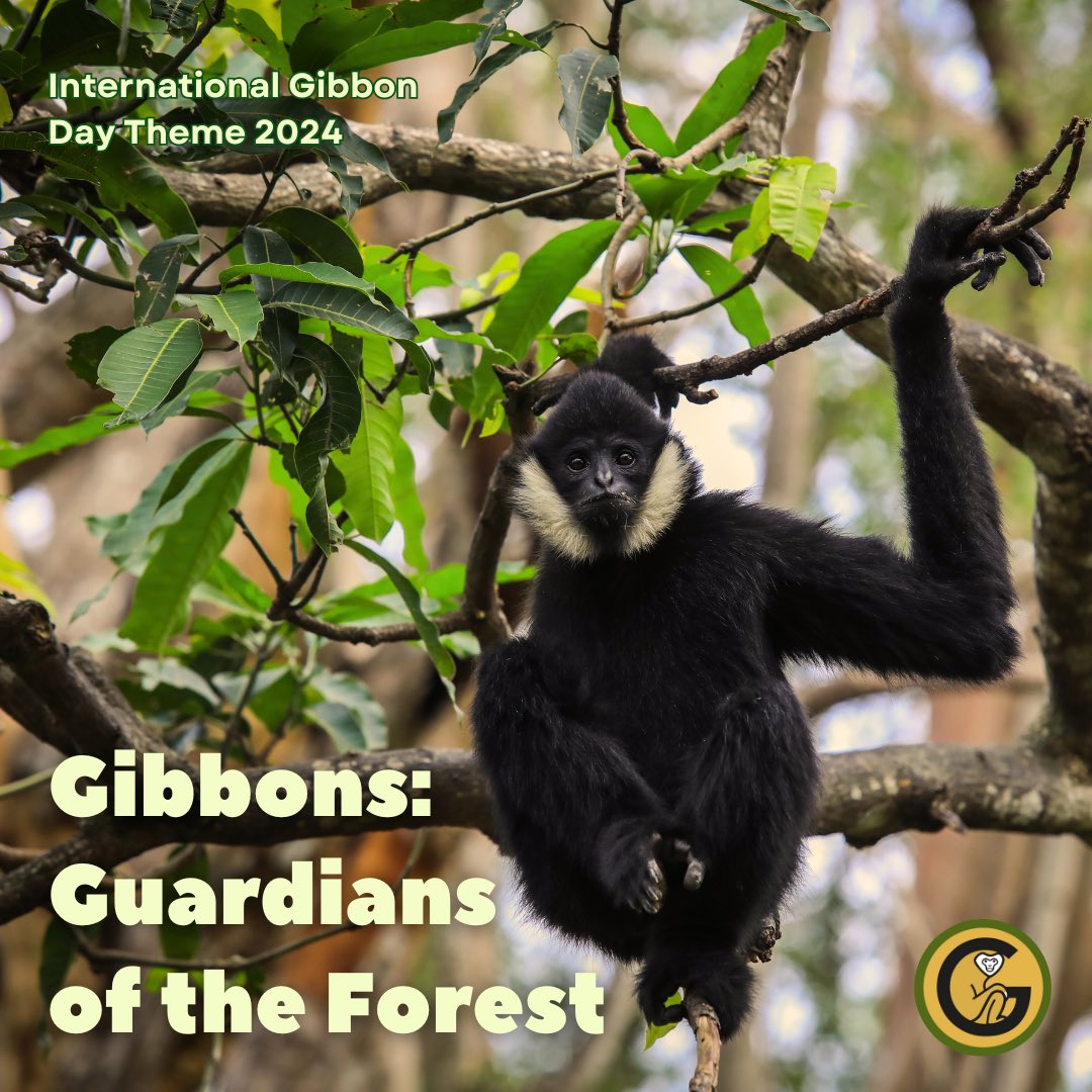To kick off our favorite month we wanted to reveal the theme for this year’s International Gibbon Day! 
Just to remind everyone, International Gibbon Day is October 24th 🌏

And this year’s theme is (drumroll 🥁🥁🥁)….
Gibbons: Guardians of the Forest 🌱
#IGD2024
(1/2)