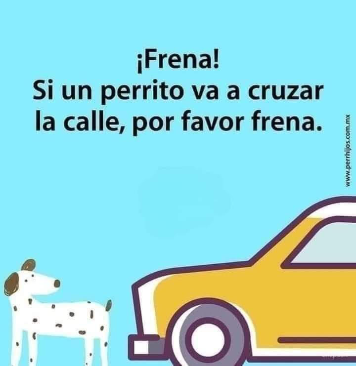 GRamirezF_D12's tweet photo. Frena por favor 🙏🐾 https://t.co/8BPmSgb1kH