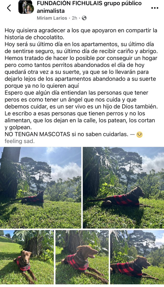 fiaheisenberg's tweet photo. Alguien que pueda adoptarlo o sepa de quién puede? Comparten esto para conseguirle hogar, por favor? 🙌🏻 https://t.co/ryLIy8PAQK