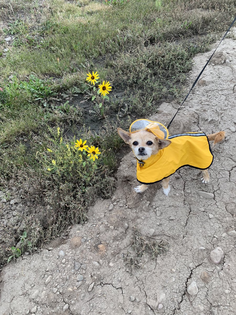 RonHall46's tweet photo. My Human Is A Little Weird! 

There's Like One Small Cloud 
In The Sky &amp; She Dresses Me 
Like "El Arca De Noé" But I'm 
Just Here To Smell The Flowers! https://t.co/ZiNmilWY3j