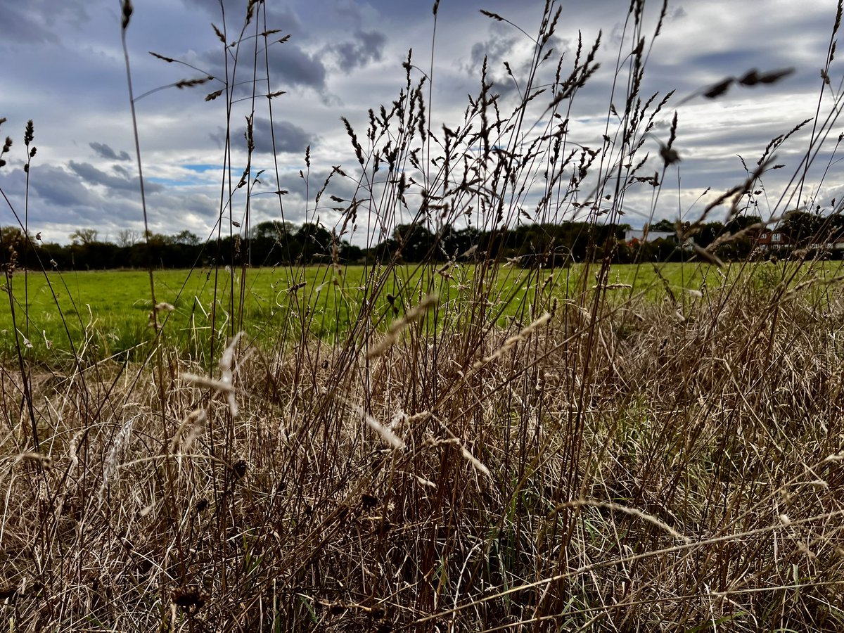 Despite this rainy weather parks of all sizes can be uplifting places to visit.  Have you been to this ancient piece of countryside in an urban area? October Park of the Month - check it out on ealingparks.foundation