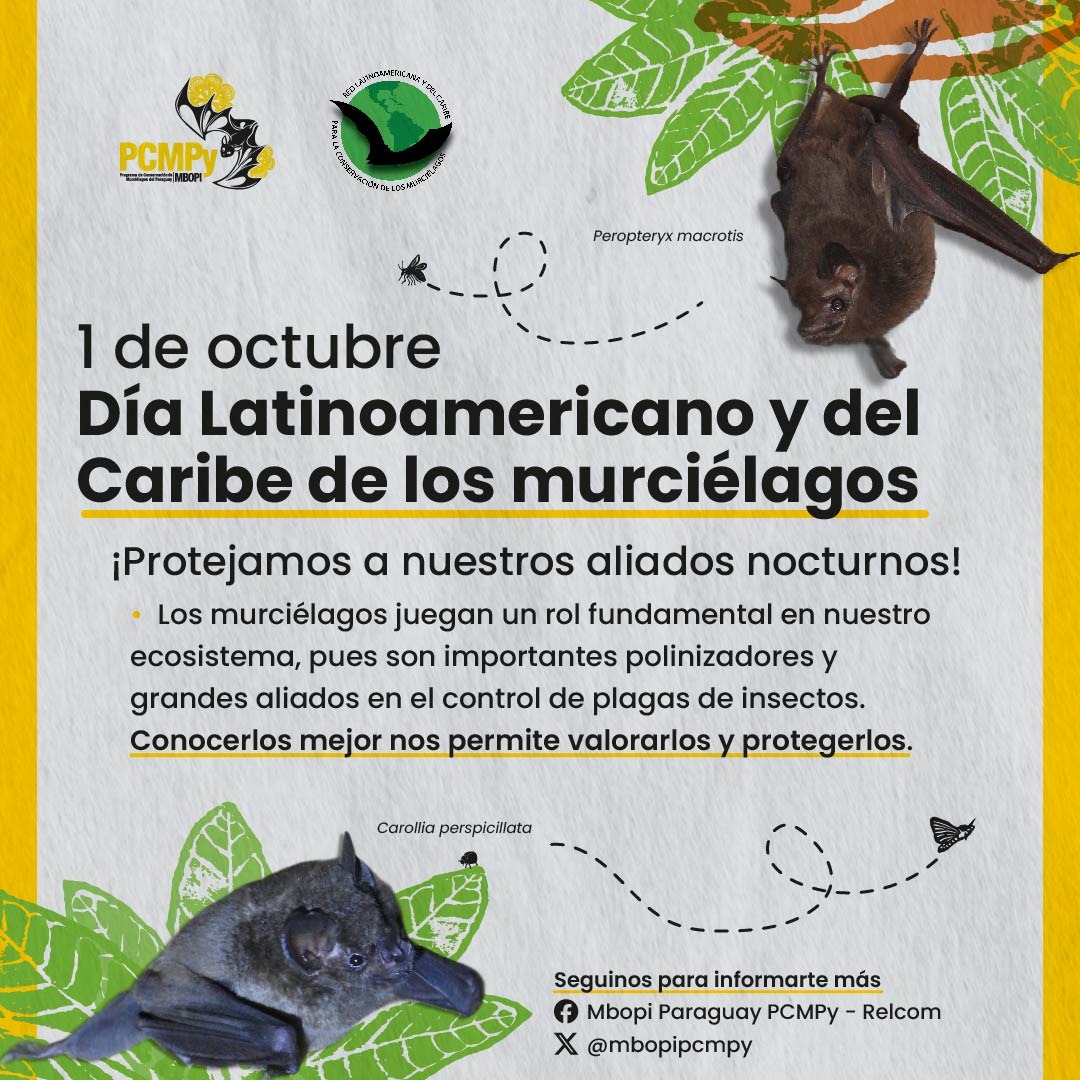 mbopipcmpy's tweet photo. 📌Cada 1 de octubre celebramos el Día Latinoamericano y del Caribe de los Murciélagos, una iniciativa de la RELCOM @relcom_edu
En esta fecha recordamos la importancia de estos fascinantes animales.

#díadelosmurciélagos #mesdelosmurciélagos #PCMPy #RELCOM #mbopi #bats #batsday https://t.co/7lDaZ1DZJI