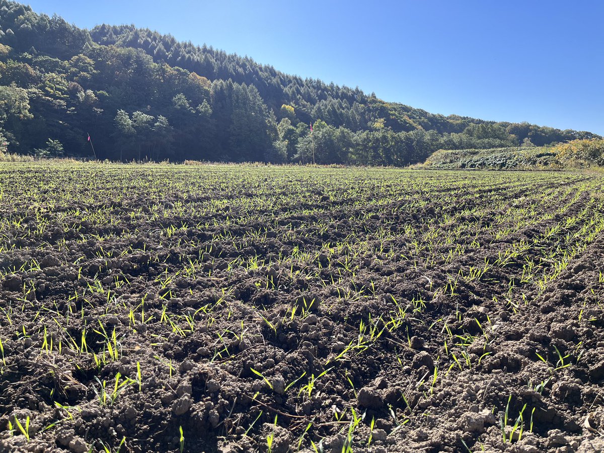 オジファーム ~アスパラガス~ tweet media