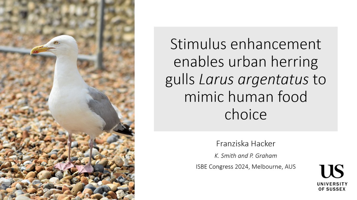 Hey #ISBE2024! If you want to hear about some of my master's work on stimulus enhancement in urban herring gulls, come see my talk today at 1000 in Eureka Room 3!