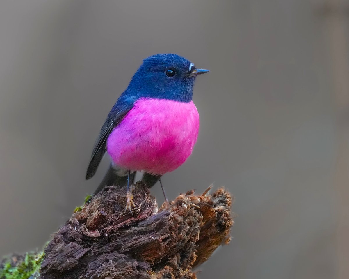 A real superstar of the wet forests of Tasmania and Southern Victoria. Male Pink Robin. #wildlife #wednesdaythought #NaturePhotography 

📷: @darrenstephens_photography (Instagram) ©️🇦🇺