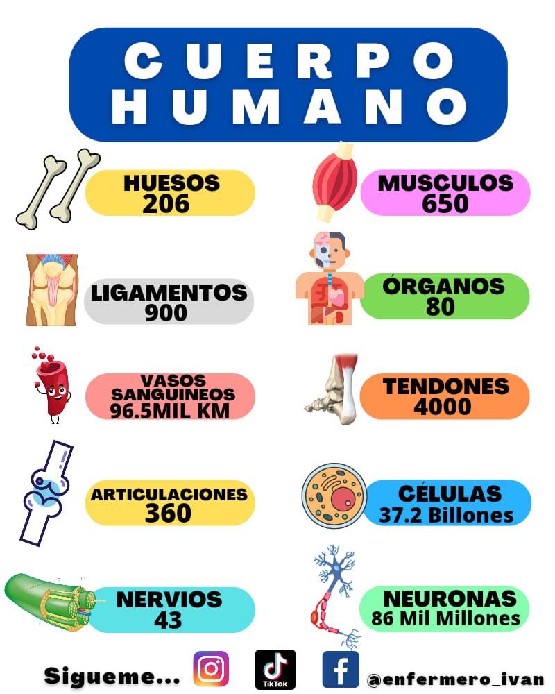 Datos del cuerpo humano que no debes olvidar: