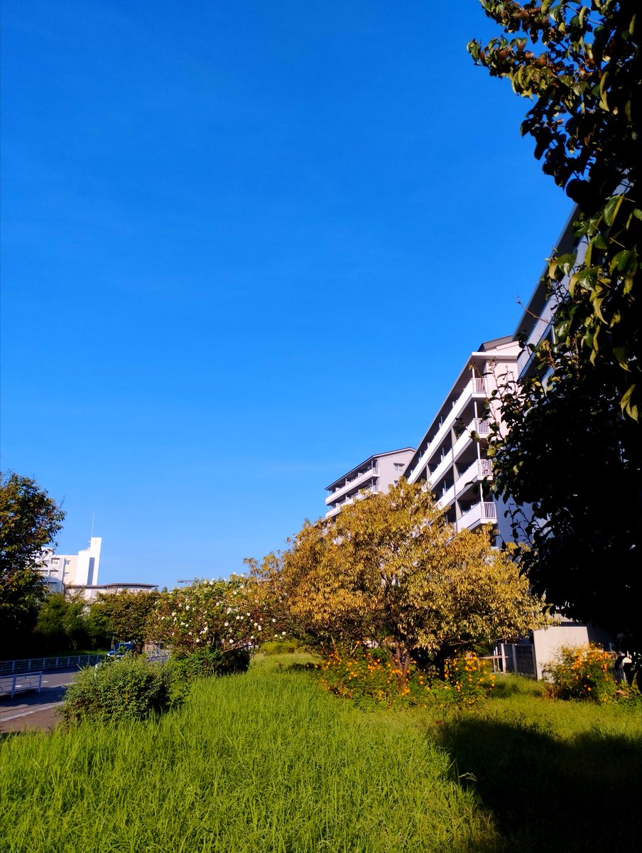 turnner2001's tweet image. 一応、遠く千葉沖を通った台風17号の影響か、いい天気！！
今朝は朝ランではなくゆったり朝散歩
散歩もいいよなぁ〜

#朝散歩 #3PO #イマソラ #西東京市