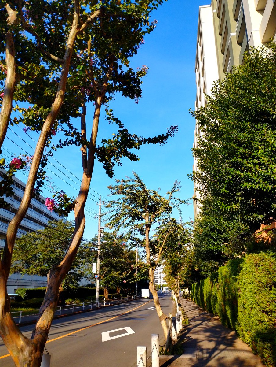 turnner2001's tweet image. 一応、遠く千葉沖を通った台風17号の影響か、いい天気！！
今朝は朝ランではなくゆったり朝散歩
散歩もいいよなぁ〜

#朝散歩 #3PO #イマソラ #西東京市