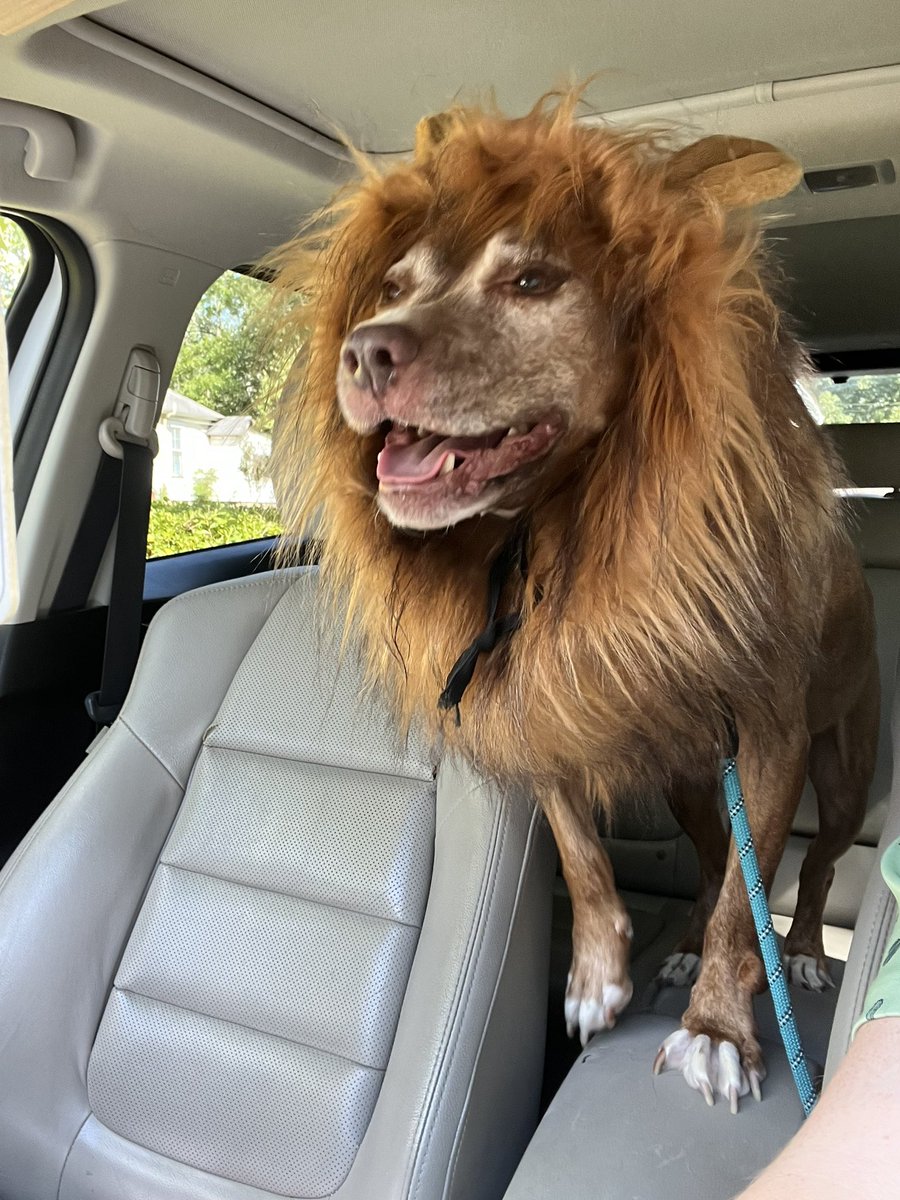 AlexanderWinans's tweet image. Took my cowardly lion to the vet today @dog_rates #seniordog #Halloween