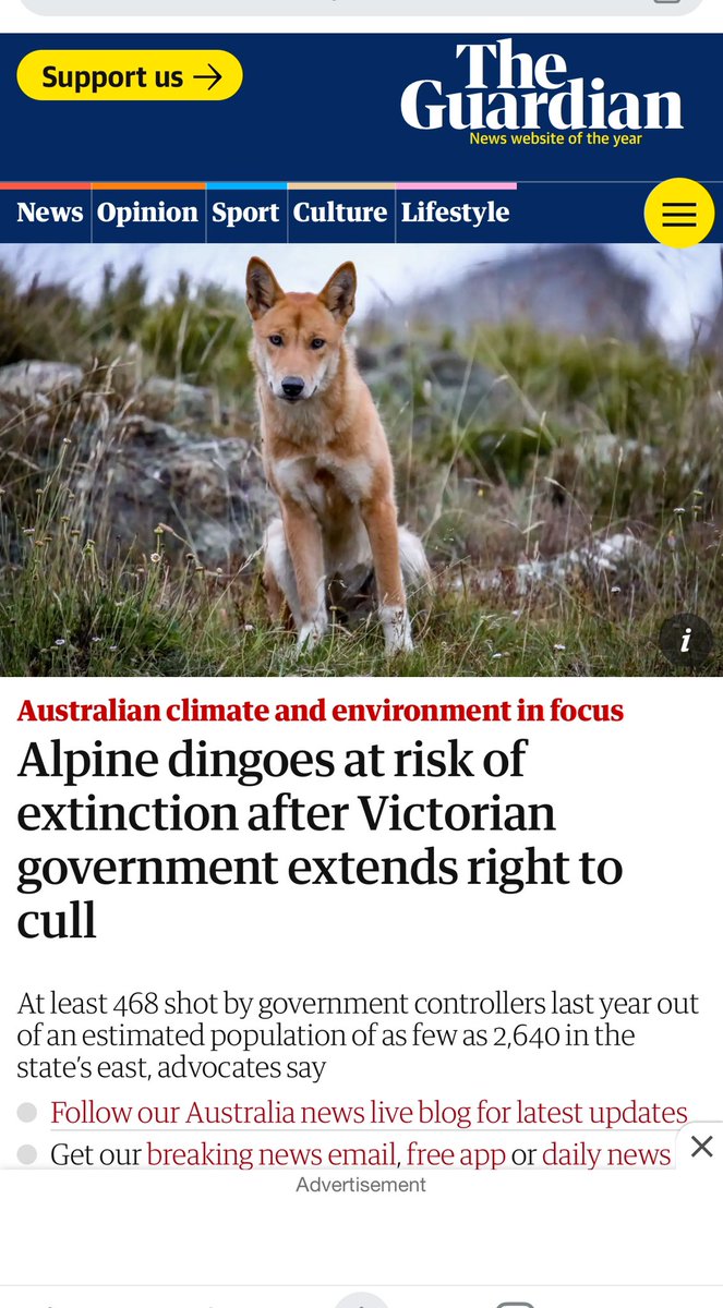 We are in the midst of an extinction crisis and the Victorian government is out shooting endangered wildlife ffs!!!

There are 14.6 million sheep in Victoria and alpine dingos are almost extinct.

How about compensating farmers for stock losses instead of wiping out the dingos?