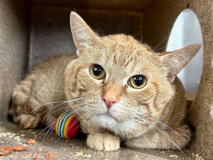 THERE ARE 37 ANIMALS ( 15 CATS &amp; 22 DOGS)  AT RISK FOR THURSDAY 10/03/24 DEADLINE IS NOON. PLEASE SHARE, FOSTER, ADOPT, TAG FRIENDS, POST TO SOCIAL MEDIA SITES, PLEDGE TO  HELP SAVE THEIR LIVES. NEW PHOTOS newhope.shelterbuddy.com/animal/list