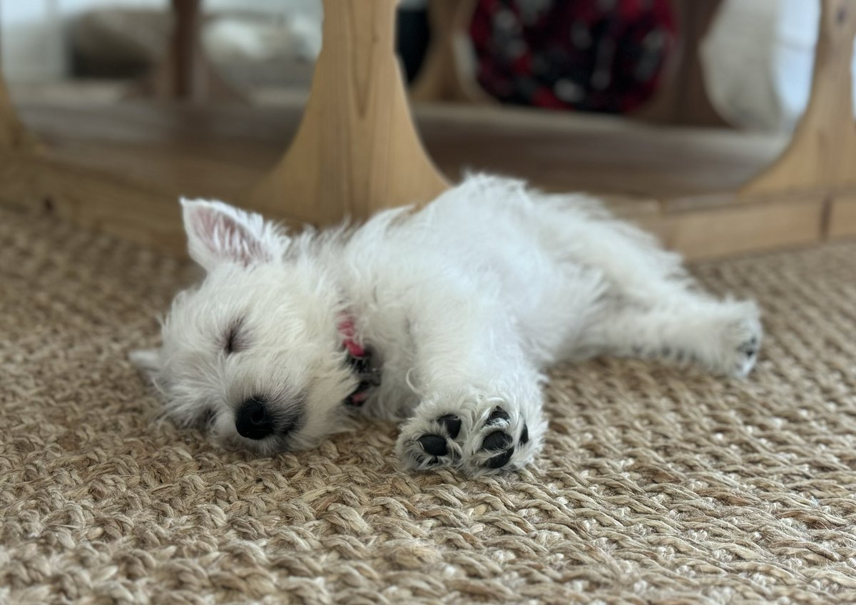 PAmotherrunner's tweet image. TL cleanse:  #sleepytoebeans #LizzyBennet #barelytolerable