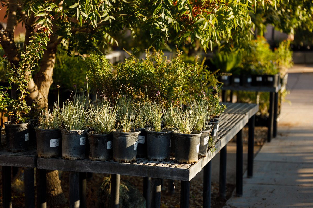 Boyce Thompson Arboretum tweet media