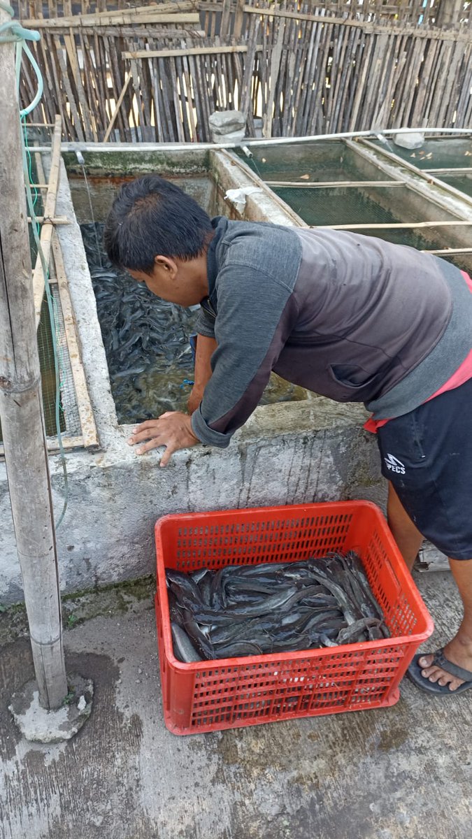 OctasariW's tweet photo. Selasa (17/09),Octasari Wijayanti,Luhkan Kab.Klaten,di Pembudidaya ikan Bp Tri Budi Santoso,Ds Tegalyoso Kec.Klaten Selatan,mendampingi panen lele,sebanyak 68 kg bobot 100gr/ekor,harga Rp.19.000/kg
#GiatLuhkanSatminkalTegal #Klaten #Panen #Luhlapor https://t.co/CcbfeDWlFa