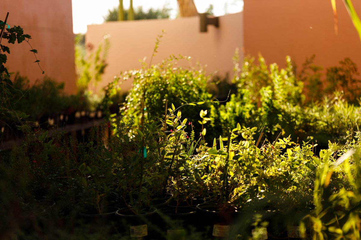 Boyce Thompson Arboretum tweet media