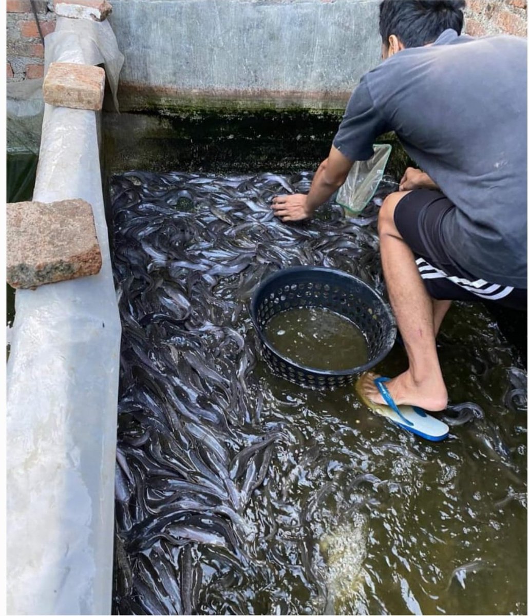 OctasariW's tweet photo. Rabu (18/09),Octasari Wijayanti,Luhkan Kab.Klaten,di Pembudidaya ikan Bp Hariyansyah,Ds Merbung Kec.Klaten Selatan,mendampingi panen lele remaja,isi 16-25 ekor/kg,sebanyak 18 kg
#GiatLuhkanSatminkalTegal #Klaten #Panen #Luhlapor https://t.co/so4d5eeHQ4
