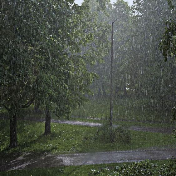 emily2williams2's tweet photo. #RainyPark #NatureInTheRain #SereneScenery #PeacefulRain #MistyMornings #RainyDayVibes #CalmNature #Petrichor #RainyWalks #TranquilMoments https://t.co/xPgadlA7Nn