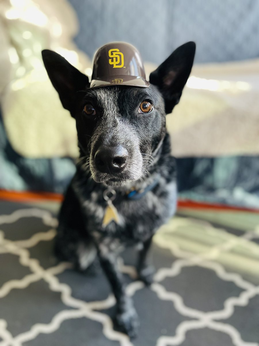 petejustpete's tweet photo. #padrespets #ForTheFaithful #fightforthefaithful #wildcard #postseason @padres https://t.co/gKHm3xWphb