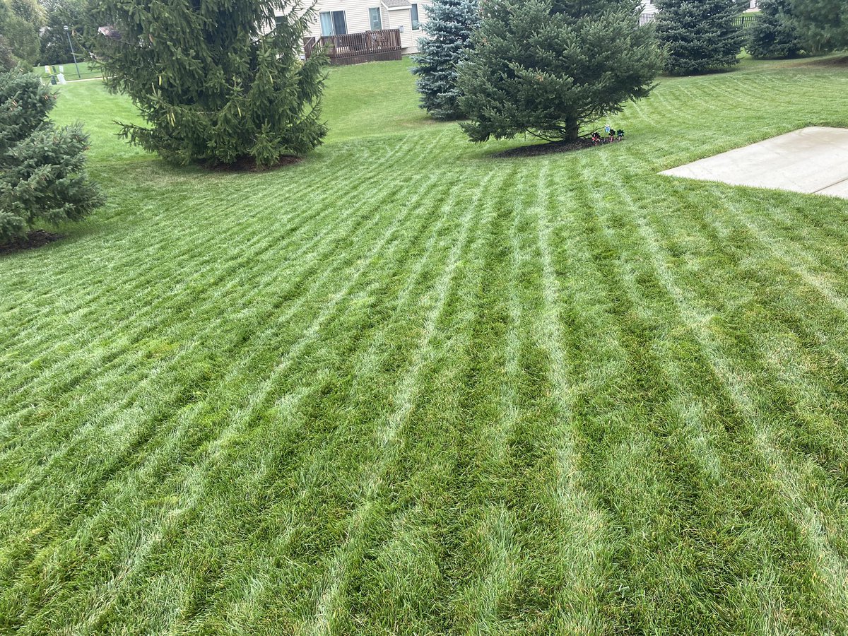 TurfSpartanLord's tweet photo. First week where the 50/50 Blue Rye is equal quality of the TTTF &amp; KBG Combo. 
#FallIsHere 
Like for 50/50 Blue Rye (street Island)
Retweet for TTTF/KBG (backyard)
@AdvancedTurf #LawnTweets https://t.co/YEweuLvLR8