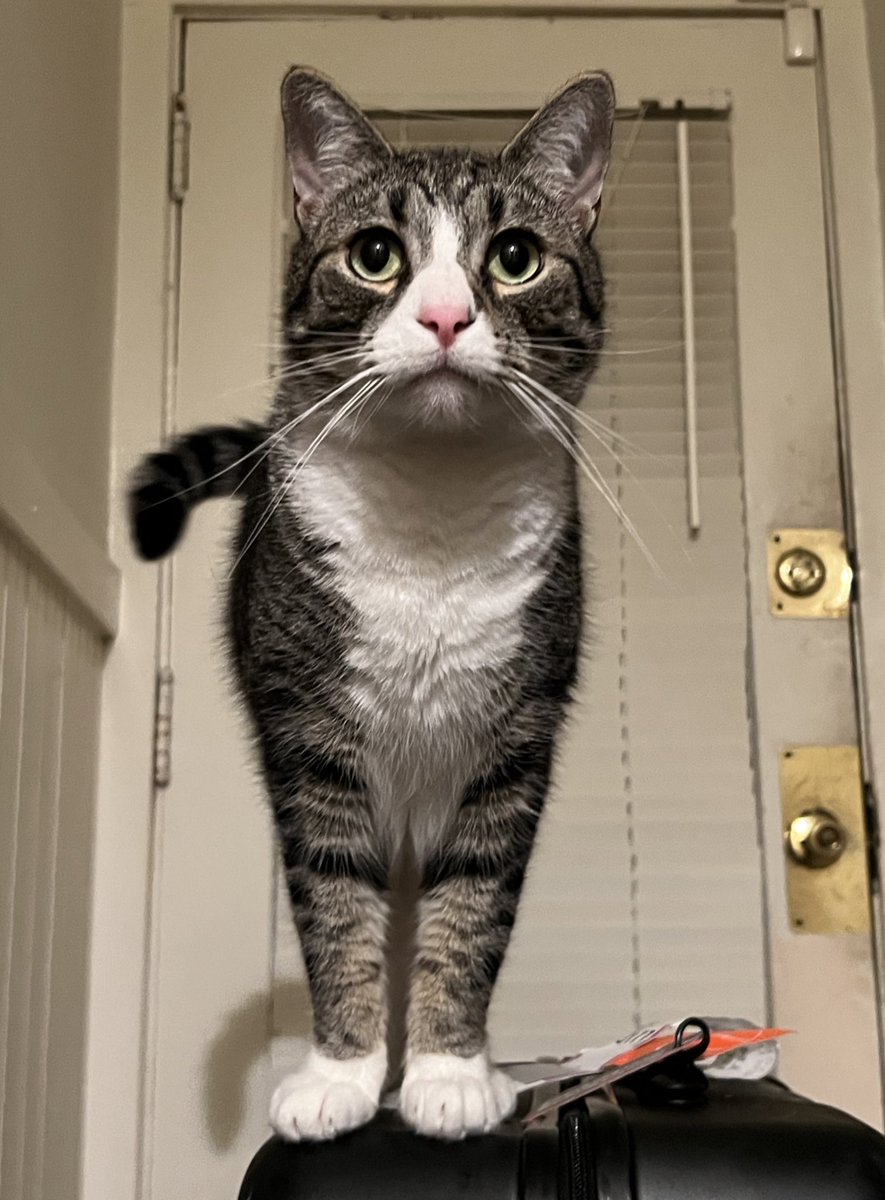 debaoki's tweet photo. Show me your pets named after One Piece characters!
Here’s Franky. He’s a jock/adventurer who fearlessly climbs to the top of my bookcases, but is easily scared/runs for the hills whenever I sneeze. #onepiecepets https://t.co/YoKHLQxoCB