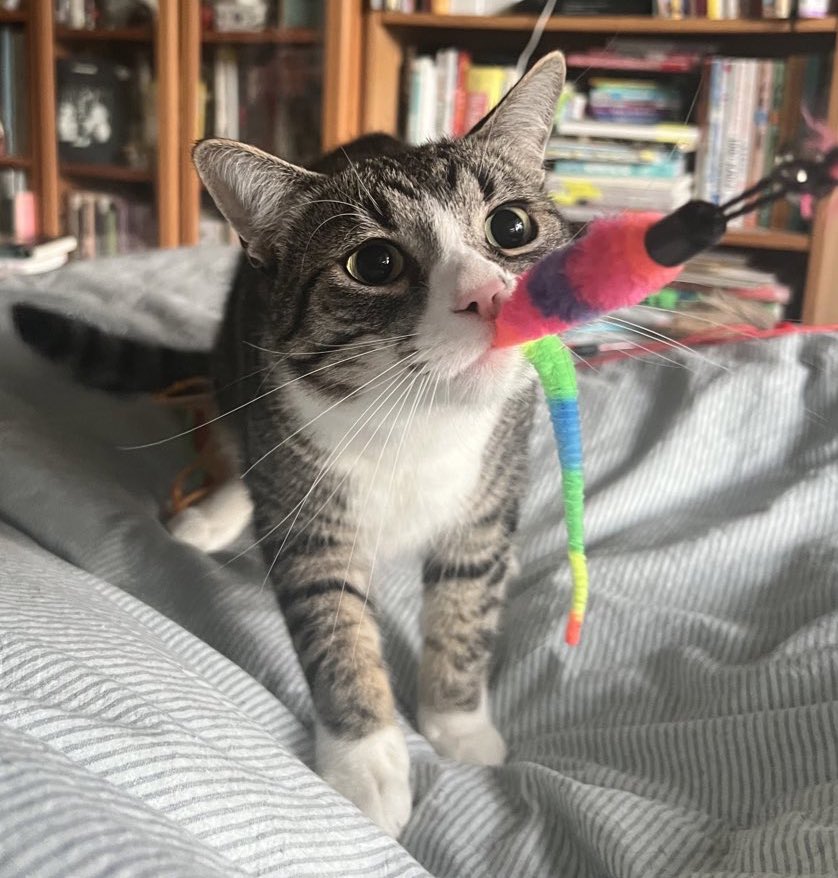 debaoki's tweet photo. Show me your pets named after One Piece characters!
Here’s Franky. He’s a jock/adventurer who fearlessly climbs to the top of my bookcases, but is easily scared/runs for the hills whenever I sneeze. #onepiecepets https://t.co/YoKHLQxoCB