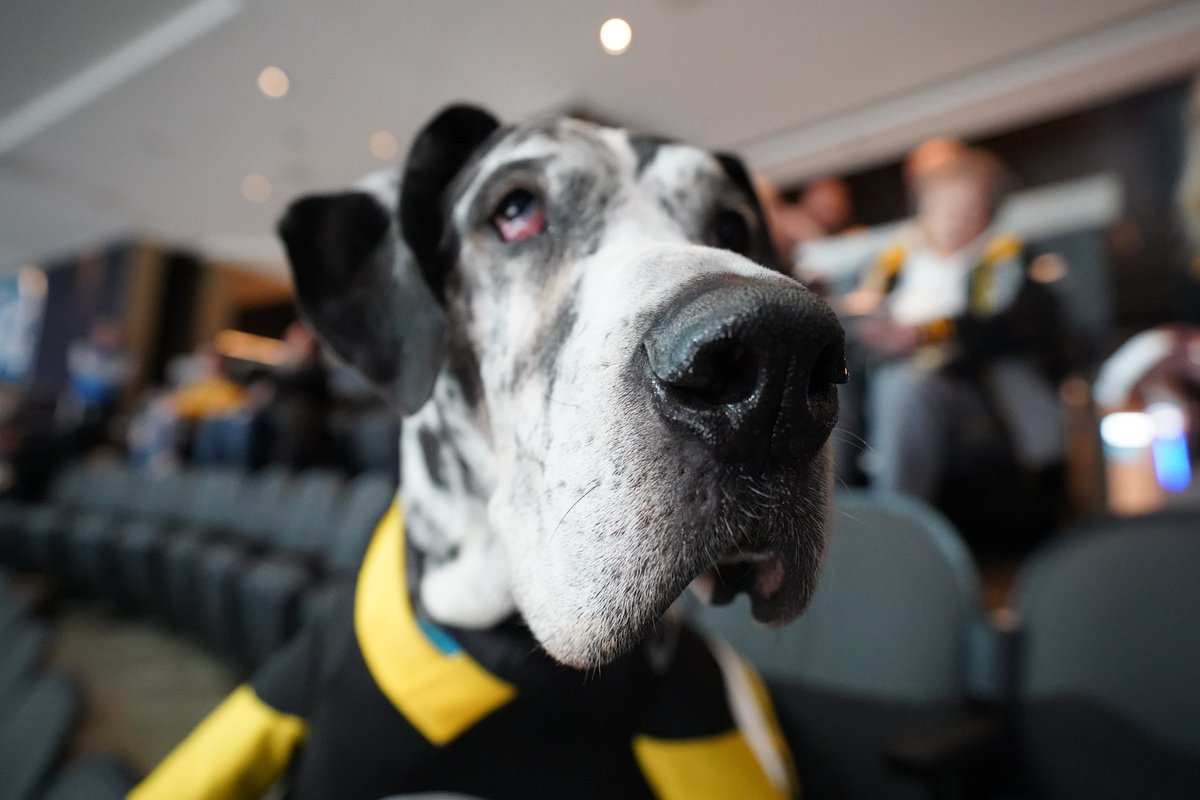 penguins's tweet photo. VIPs (VERY IMPORTANT PUPPIES) ‼️ https://t.co/Y3fJQyuFBR