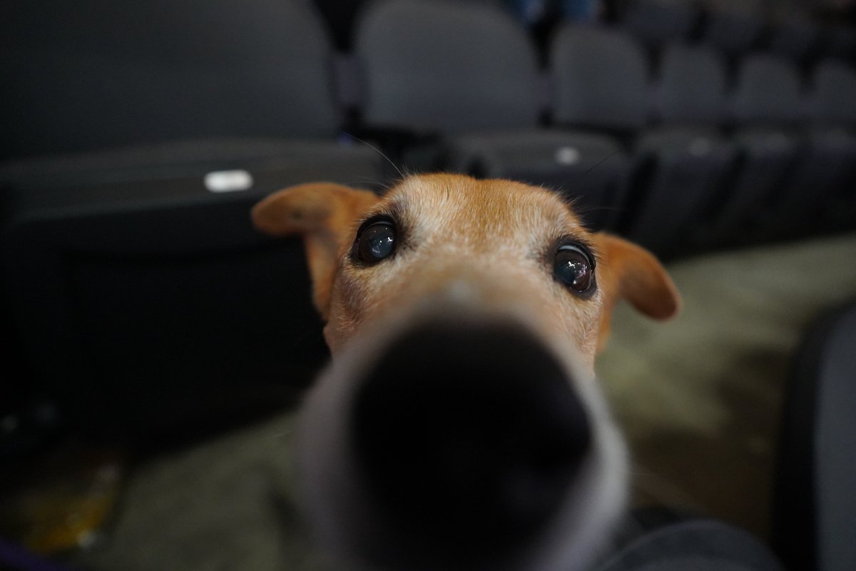 penguins's tweet photo. VIPs (VERY IMPORTANT PUPPIES) ‼️ https://t.co/Y3fJQyuFBR