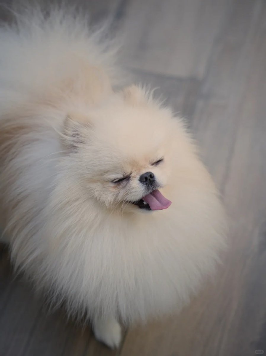 LittlePanda152's tweet photo. Making memories, one bark at a time! 🐶💖 https://t.co/QeKW6bJzva