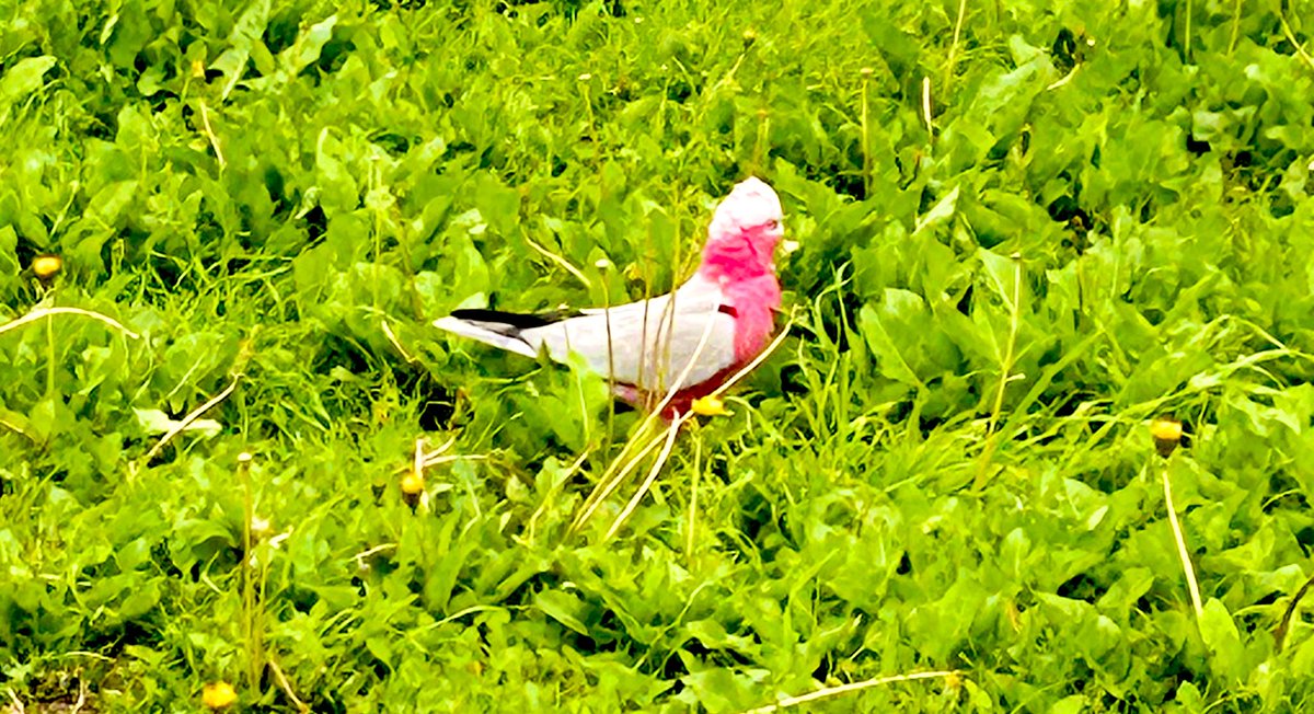 picucat's tweet image. Simple things when you’ve finished a very busy cardiac week…. 

Aussie birds are pretty #galah #aussiebirds