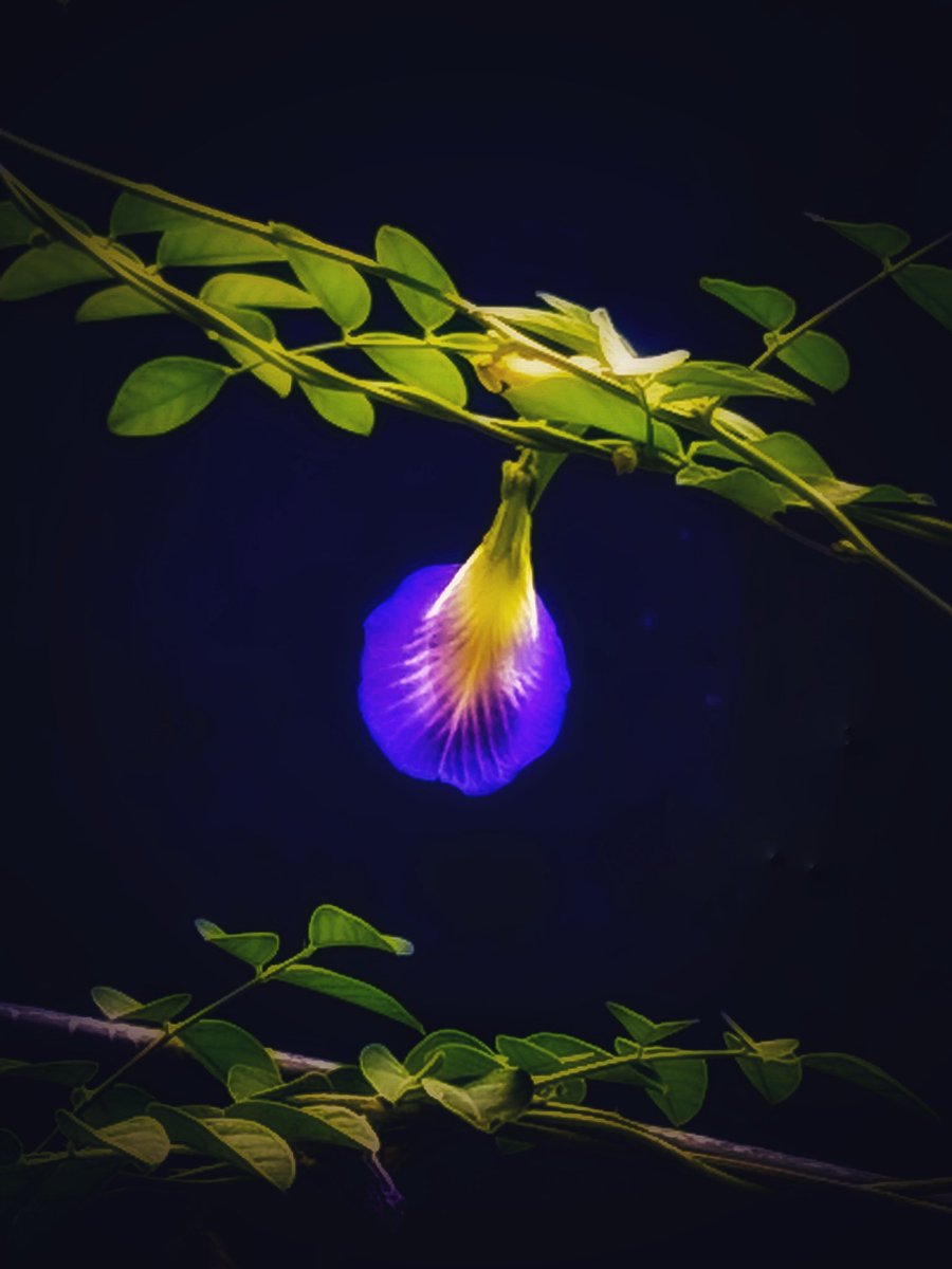 JustManoor's tweet photo. Let’s see your dark background photographs..
Should I be saying good night or good morning? 🤷♂️
#darkbackground #photography
@Theme_pic_India https://t.co/YKdSaRXaG9