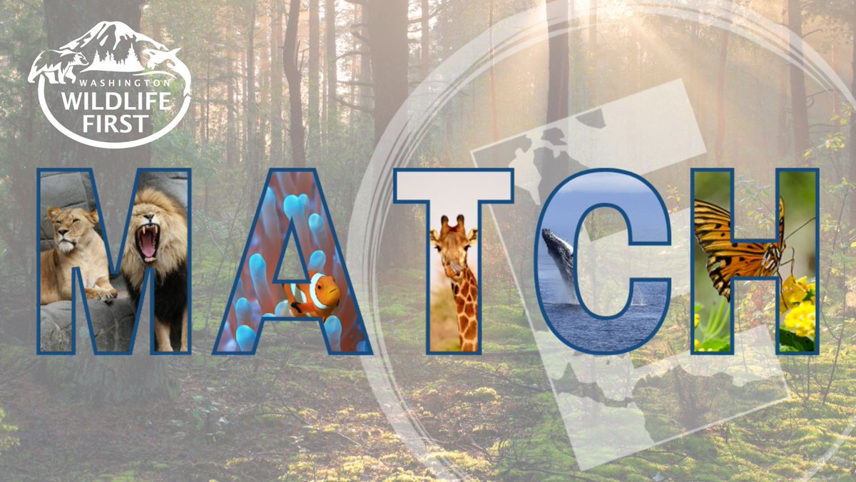 🚨🐾<a href="/EarthGives/">EarthGives</a> Day ends at midnight! 🐾🚨 We’re just 13 donors &amp; $2,500 away from unlocking our full match and could earn $2,500 more! #Washington’s #wolves, #cougars, and #bears are under threat—help us fight back! 💪 Donate now to triple your impact! 🔗 earthgives.org/organization/w…