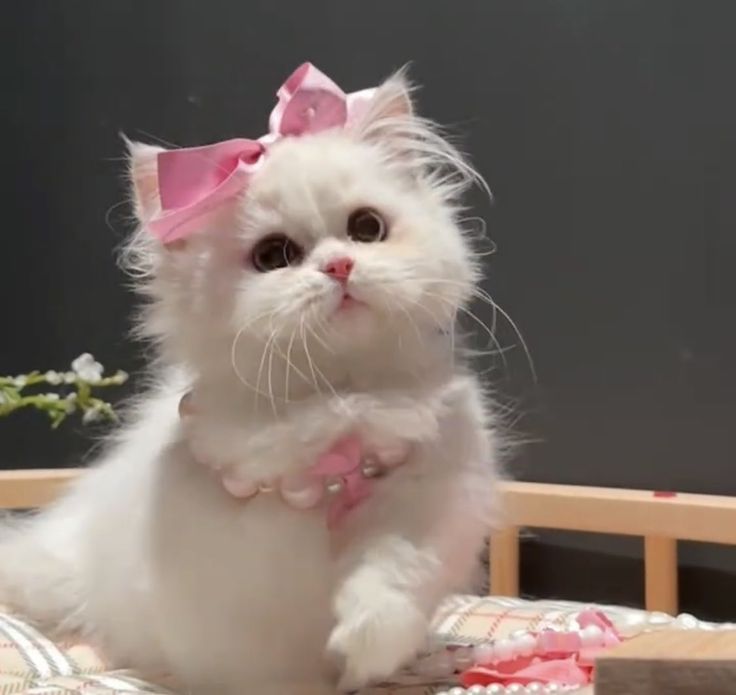 cutestscats's tweet photo. https://t.co/zmsUsvT27K