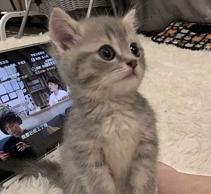 cutestscats's tweet image. 