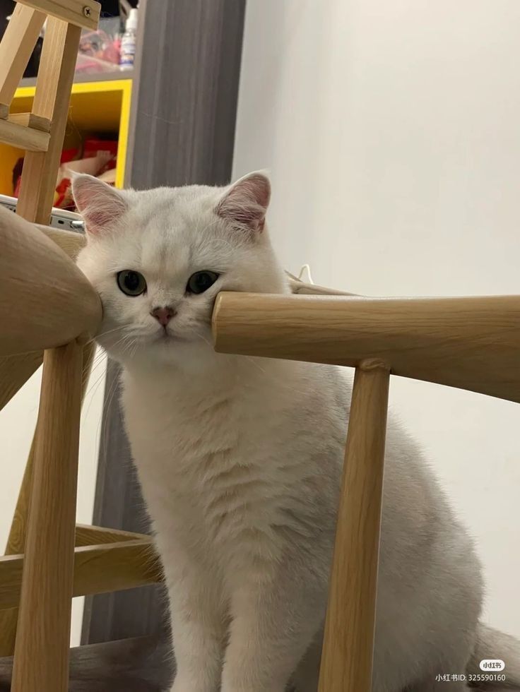 cutestscats's tweet image. 