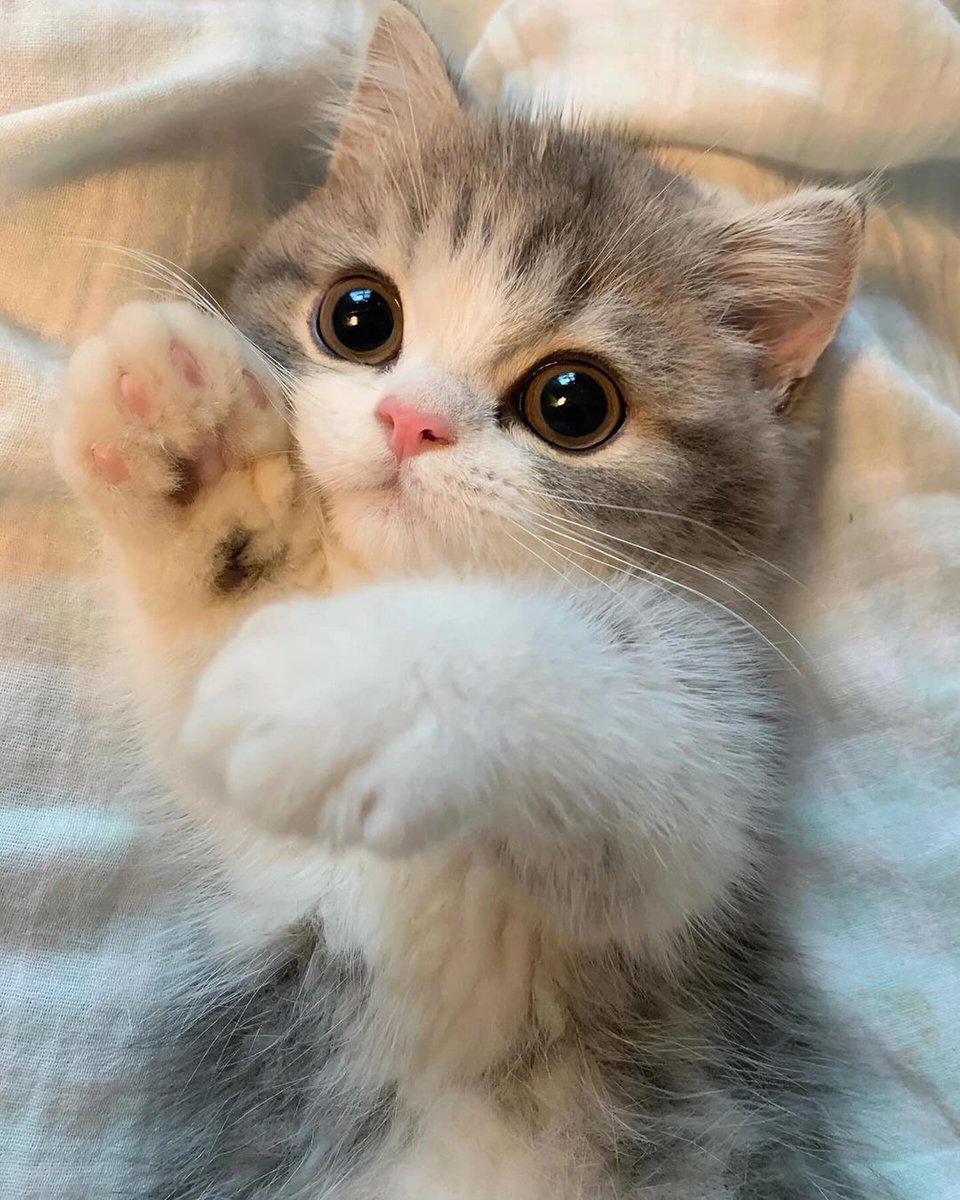 cutestscats's tweet photo. https://t.co/o7EyHQWe7d